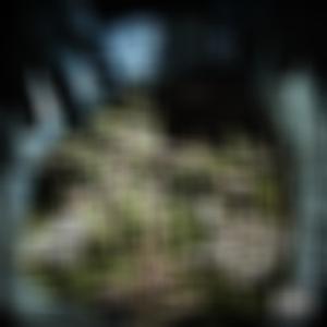 2 For 1 (feat. Eastside Eggroll) (Explicit)