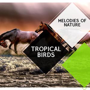 Tropical Birds - Melodies of Nature