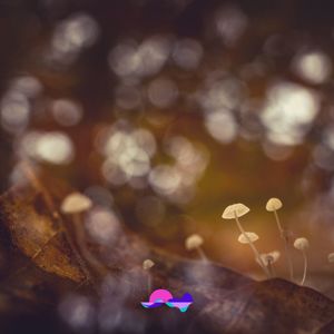 Not so Small (Lofi Chill Beat)