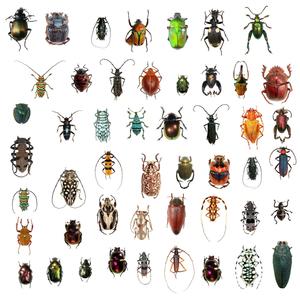 Beetle(feat. KILLKODY) (Explicit)