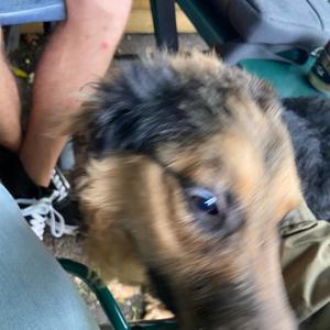No More Walking The Dog(feat. Kyle Fisher) (Explicit)