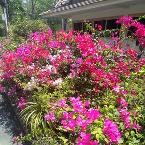 Путь Брахмана