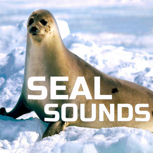 Seal Sounds