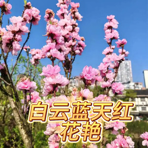 白云蓝天红花艳