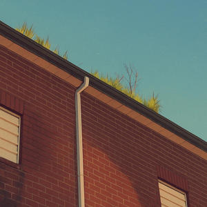 Gutter Grass
