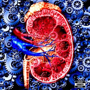 kidney (Explicit)