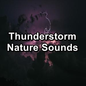 Forest Rain with Thunder and White Noise For Good Rest