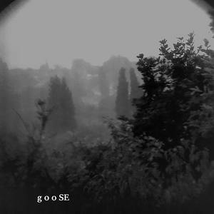 Aokigahara