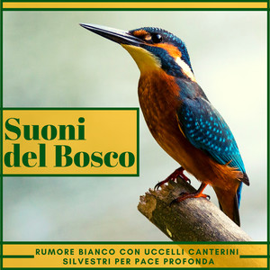 Suoni del Bosco - Rumore Bianco con Uccelli Canterini Silvestri per Pace Profonda