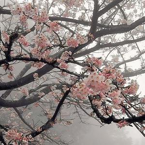 saints row (Explicit)