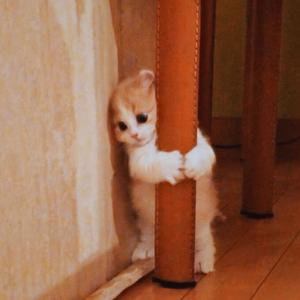 MALAYA (feat. SKUSTA)