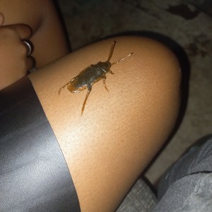 Ntombzam Zyangfebela