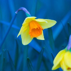 The gold flower of story