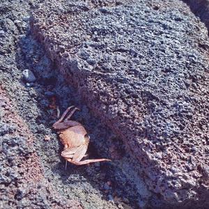 请放过我 (Prod. By Kimj and Mont Be)