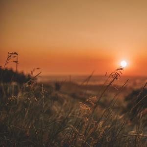 公播音乐 双飞燕