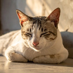 Acogedora Deriva Felina