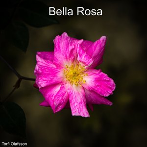 Bella rosa