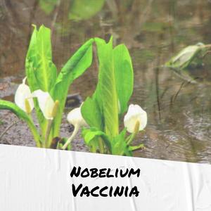 Nobelium Vaccinia