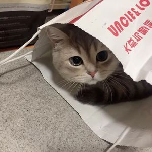 猪猪侠