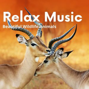 Beautiful Wildlife Animals and Relax Music