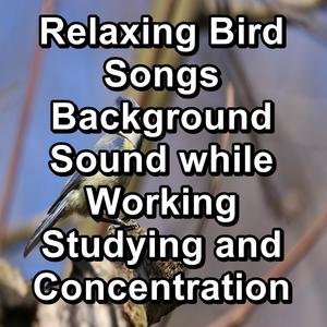 Calming Birds Nature Sounds Best Loopable Sound