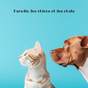 Musique de spa pour chiens – Salon pour chiens