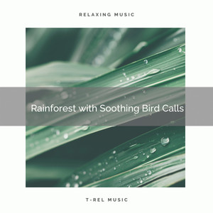 ! ! ! ! ! ! ! Rainforest with Soothing Bird Calls