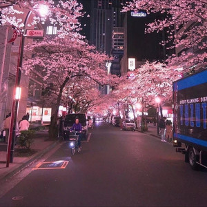 我的歌声里 (Live)