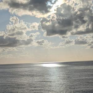 blue footed booby birds