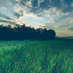 Searching for Joy
