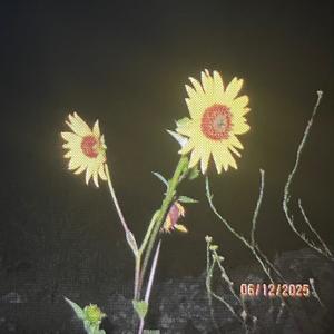 losingmymind (feat. sunflwrsxo) (Explicit)