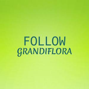 Follow Grandiflora