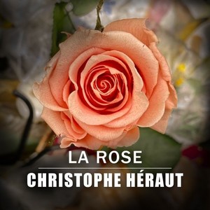 La rose