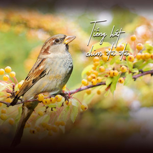 Về Đâu Mái Tóc Người Thương