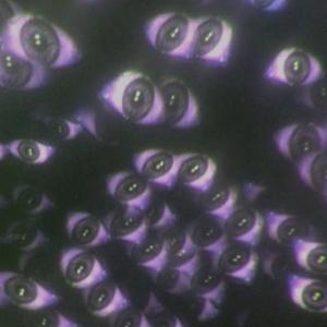 GALXYEYES (Explicit)