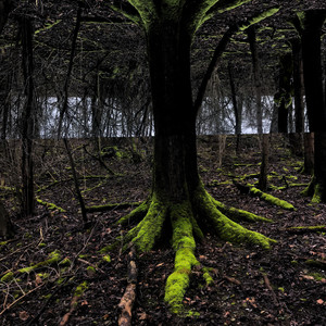 Forest Of The Dead (Explicit)