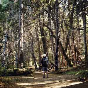 Caminando entre árboles