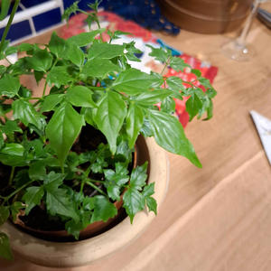 The Boys of Bluehill