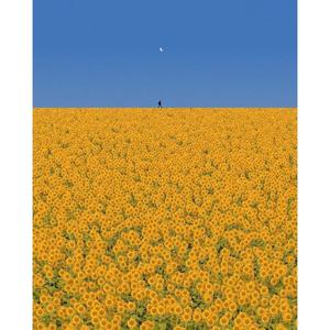 flower fields (Explicit)