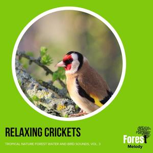 Relaxing Crickets - Tropical Nature Forest Water and Bird Sounds, Vol. 3