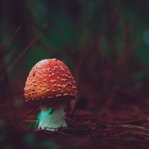 Amanita Muscaria 1