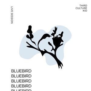 Bluebird (Live Session)