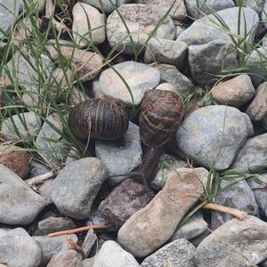 Snail Song