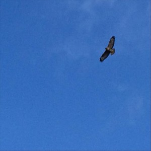 No Need to Fly (Explicit)
