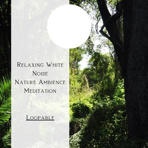 Relaxing White Noise, Nature Ambience Meditation (Forest) , Loopable