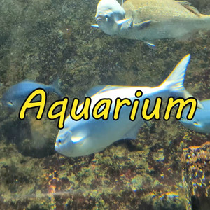 Aquarium