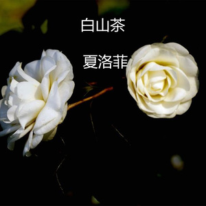 白山茶 (伴奏)