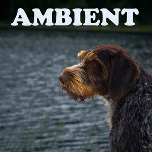 Ambient