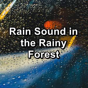 Rain Sound in the Rainy Forest