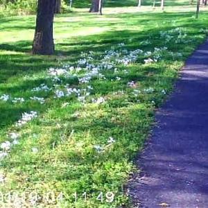 Pkm (feat. Secretadmirer)